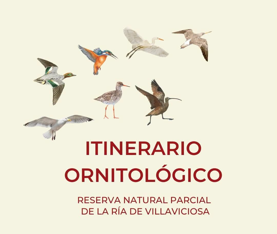 Itinerarios Ornitológicos en la Ría de Villaviciosa Todos los sábados y domingos