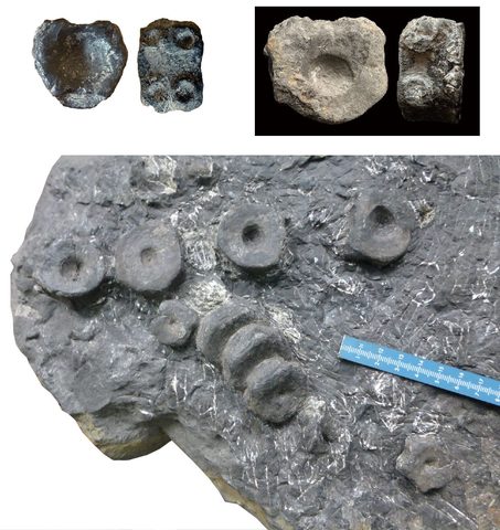 Investigadores del CONICET y Museo de La Plata (Argentina), del MUJA  y del Rochester Institute of Vertebrate Paleontology (EE. UU.)  documentan un nuevo ictiosaurio en el Jurásico marino de Asturias